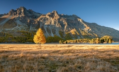 Lärchengold am Silsersee · ©Christiane Dreher