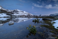 Disteln am Ufer und Puderzucker auf den Gipfeln - ©Christiane Dreher