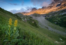 Engstlenalp am Abend - ©Christiane Dreher