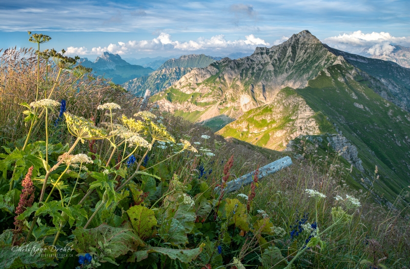 Alpenflora - ©Christiane Dreher